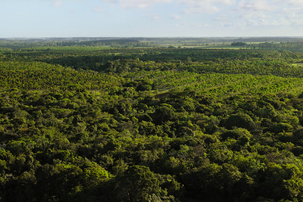 Tampilan udara dari hutan yang dikelola Symbiosis dengan bertanggung jawab di Brasil. 