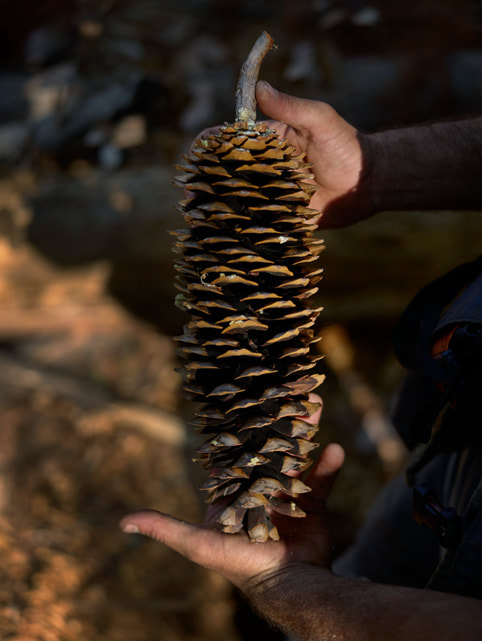 Buah pohon pinus gula.
