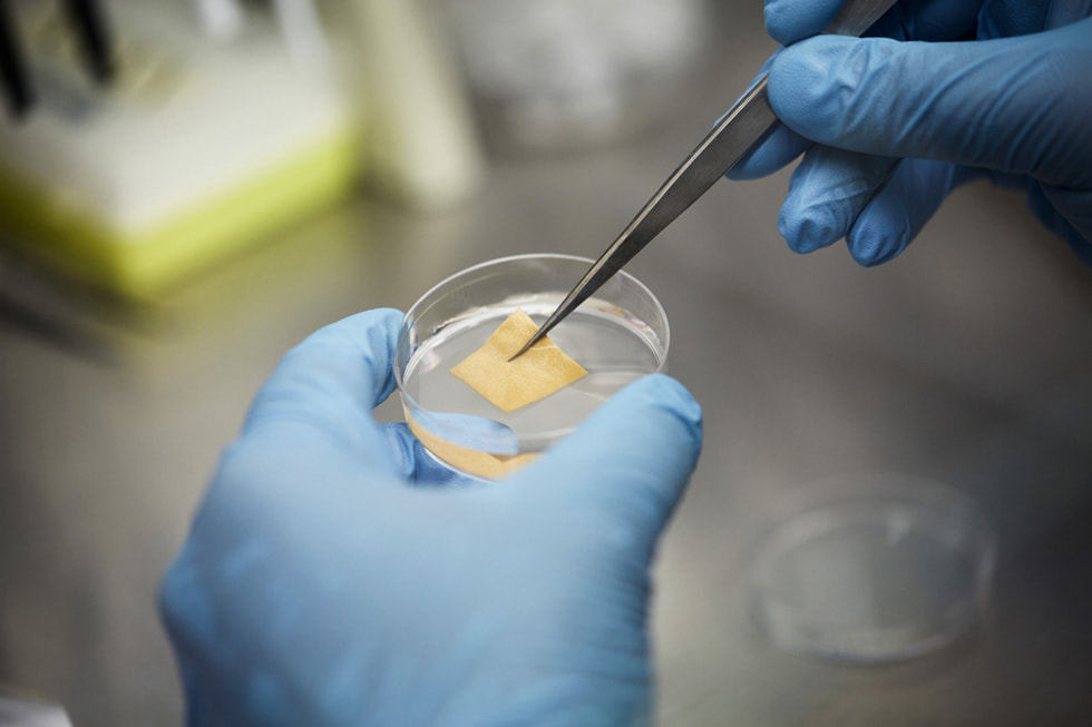 ضمادة APIS المرنة المصنوعة من العسل للعناية بالجروح من SweetBio موضوعة على طبق بتري.
